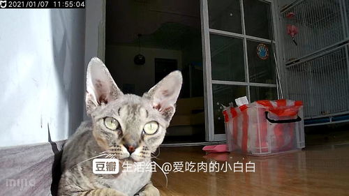 杭州加盟猫舍怎么开