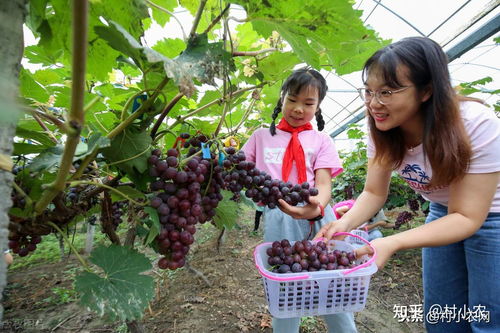 夏天在农村做什么致富？