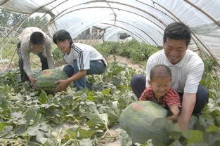 农村种植什么好致富？