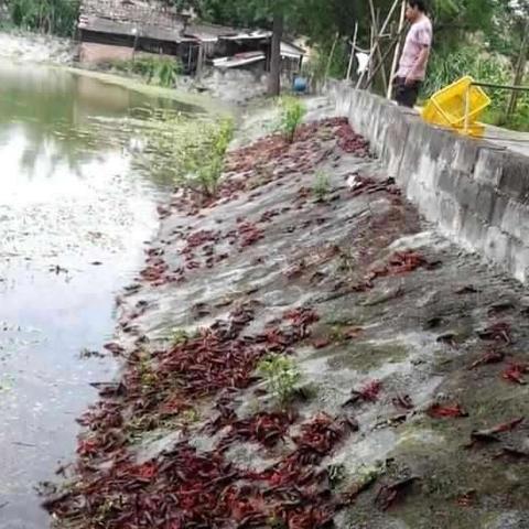 明年流行什么致富？