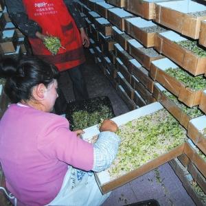 用饵料发家致富，揭秘饵料行业的商机与财富密码