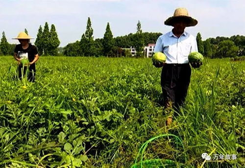 夏天做什么致富？