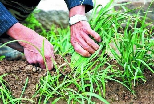 割韭菜的人如何通过信息差赚钱