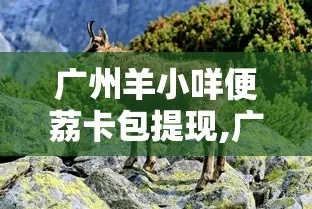 羊小咩便荔卡包如何绑卡提现,羊小咩便荔卡包绑卡提现全攻略