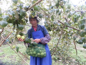 农民种什么水果致富