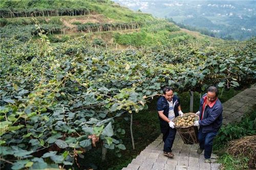 武城农民的致富之路，从传统农业到现代化农业的转型