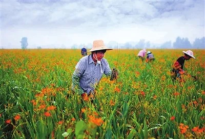 致富之花，带领全村走向繁荣的植物传奇