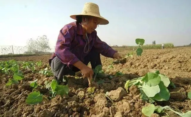 高效农业种植与致富之道